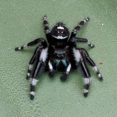 Phidippus Audax