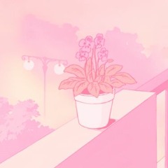 Four Pink Eucalyptus