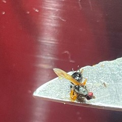 Persistent Beat Assembly