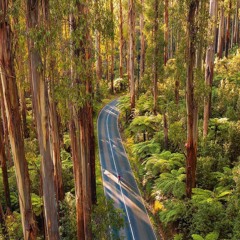Lush Road