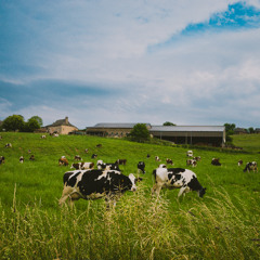 Cows Makes Me Feel Like This