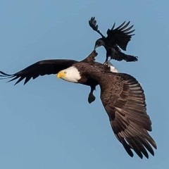 Stook Gz feat Forever -Fly high