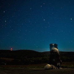 たま - ねむけざましのうた