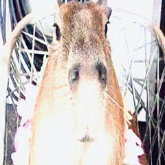capybara