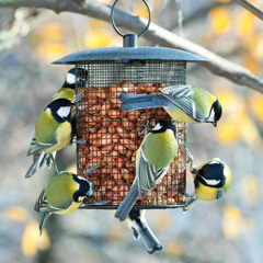 winterfeeding