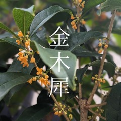 金木犀 / fragrant orange colored olive.