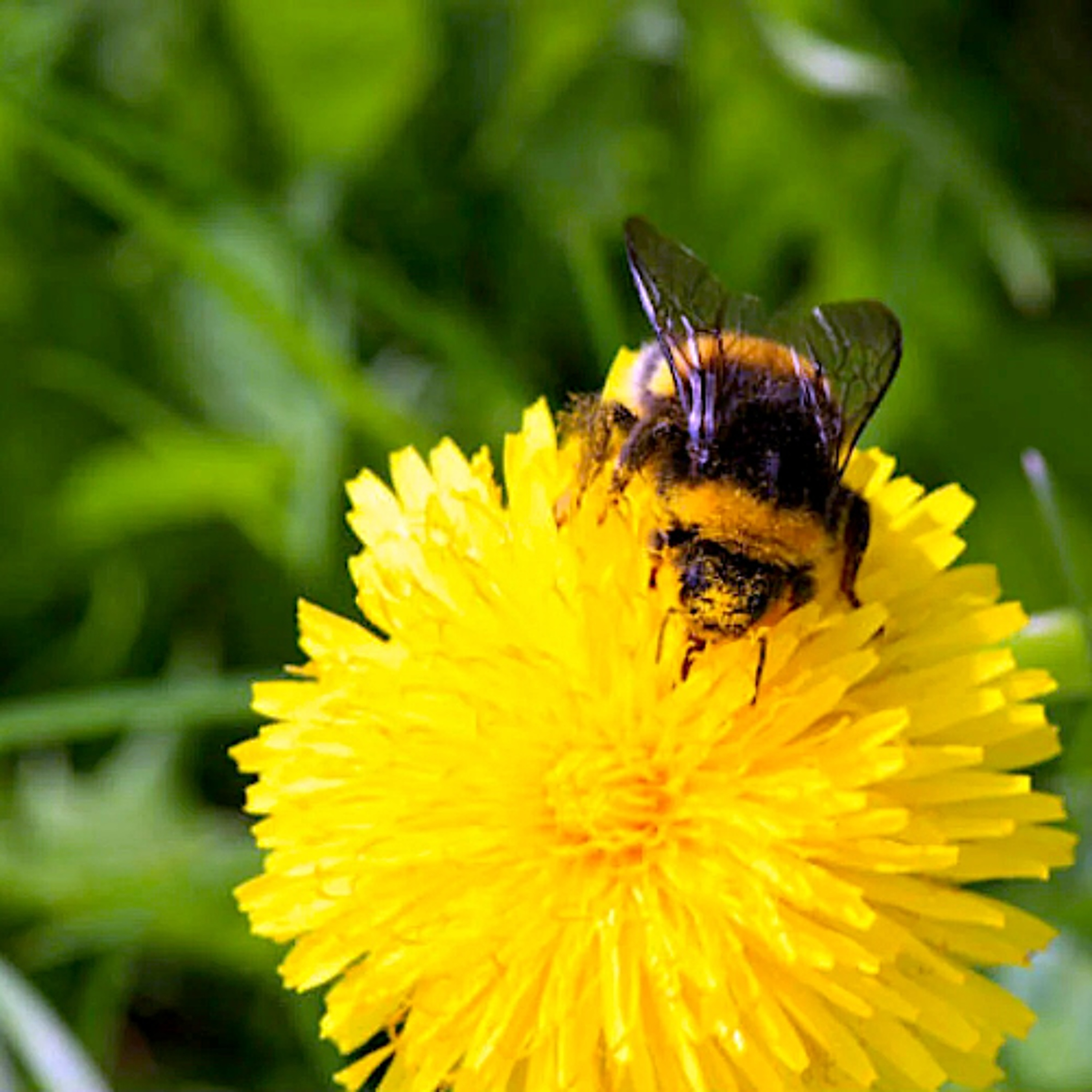 Inspiration and Perspiration (Rabbi Sacks on Tetzaveh, Covenant & Conversation)