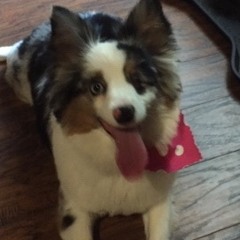 Bella - the Toy Aussie