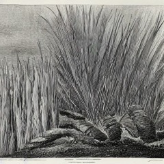 Aberdeen Reeds