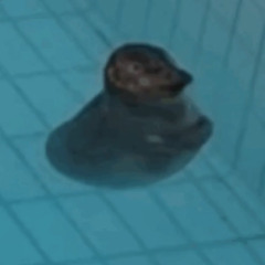 seal type beat ft gucci mane