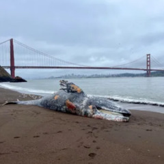 Gray Whales, San Francisco Bay: High Numbers, High Mortality in 2025-The Marine Mammal Center