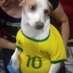 Cachorro Do Brasil