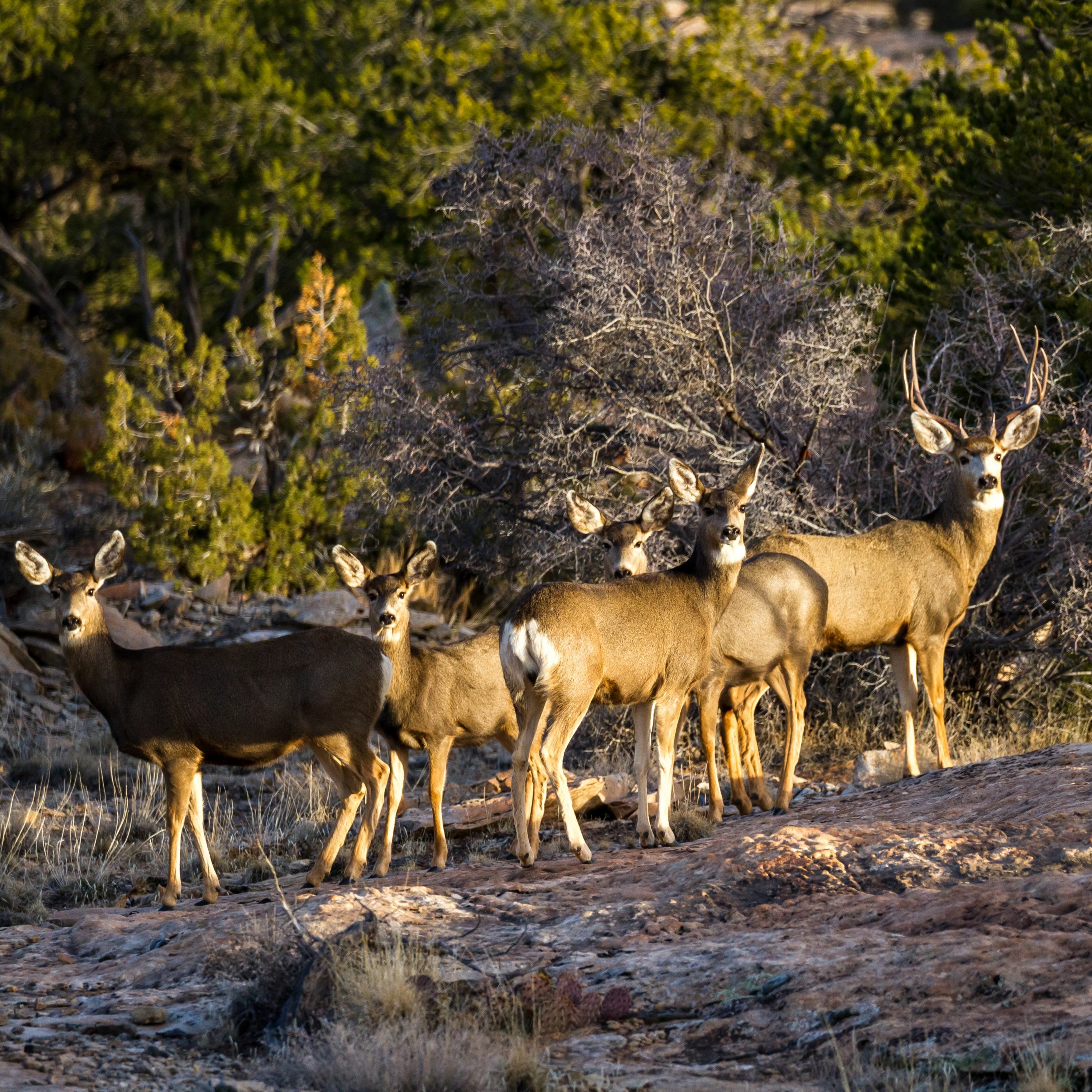 Utah sponsors wildlife crossing infrastructure to protect drivers and animals episode artwork