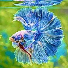 BETTAS