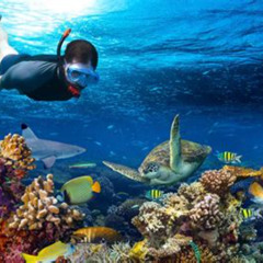 Best Snorkeling In The Dominican Republic Prices Reviews