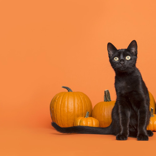 Alex Sacknoff - October 2024 Promo