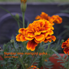Number nine marigold polka
