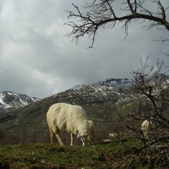 Pecore e flauto dolce tenore - Neues Gedudel feat. Grazing Sheep (Sicily)