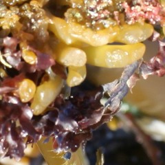 sumdrumcrum Get yo boo boo's together