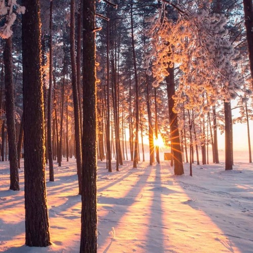 Christian Zander - Frost im Forst