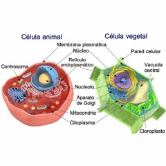 célula animal y célula vegetal