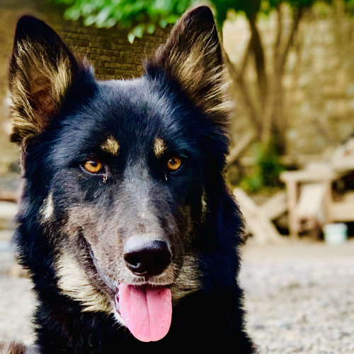 pa shaistao k badshah a ka wazir a shakman de kama ( shafi isar new song 2024) shafi attan song .mp3