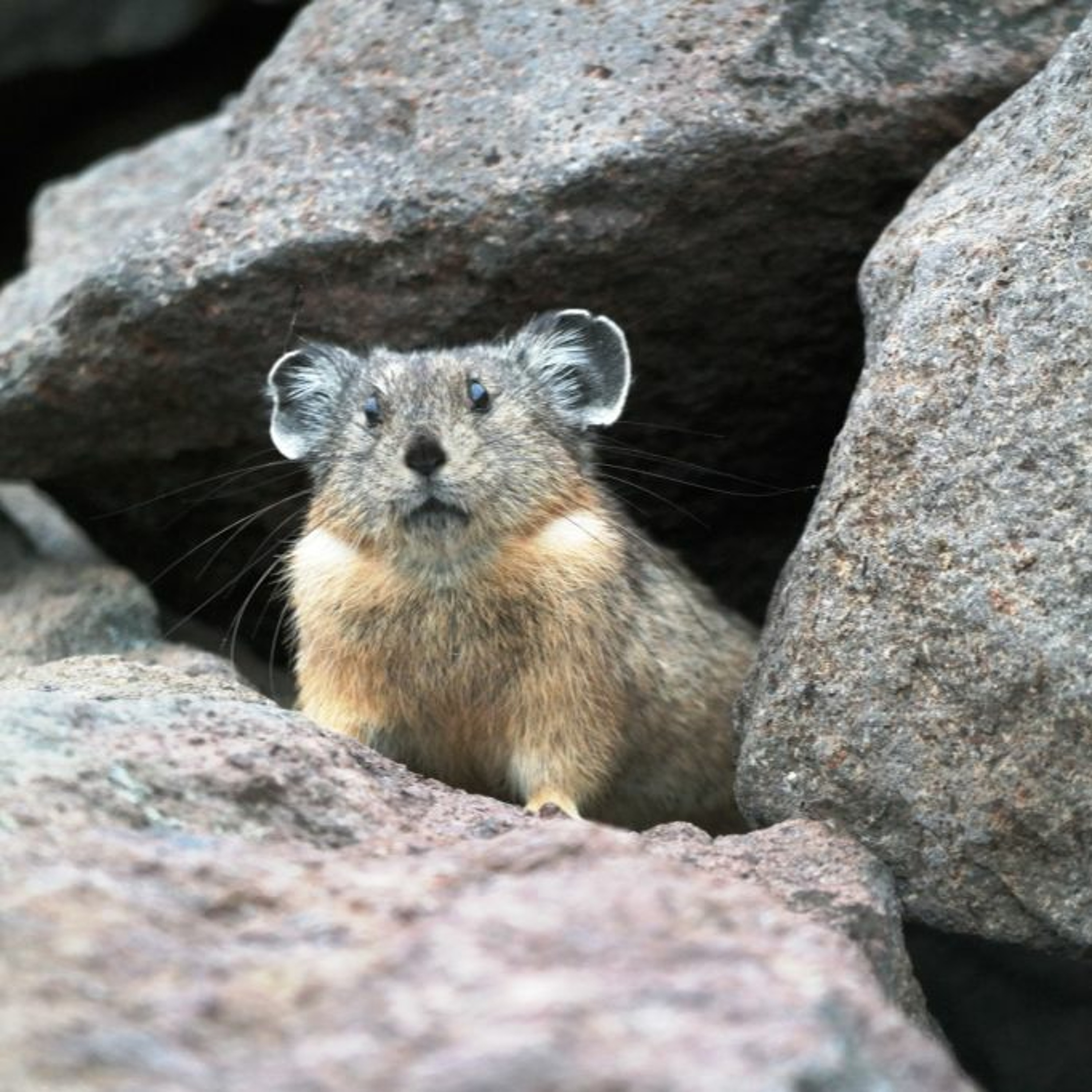 NDOW presents the Nevada Wild Podcast