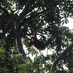 Review Top Borneo Wildlife Tour 3 Days 2 Nights At Tanjung Bulat Jungle Camp Kinabatangan