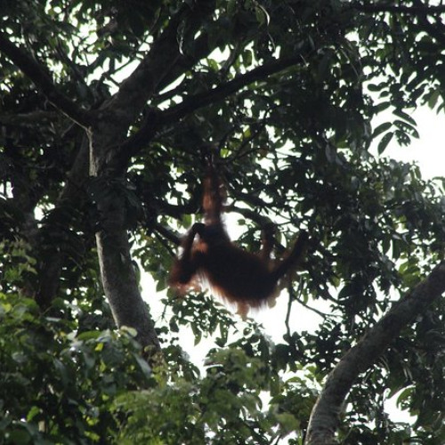 Review Top Borneo Wildlife Tour 3 Days 2 Nights At Tanjung Bulat Jungle Camp Kinabatangan