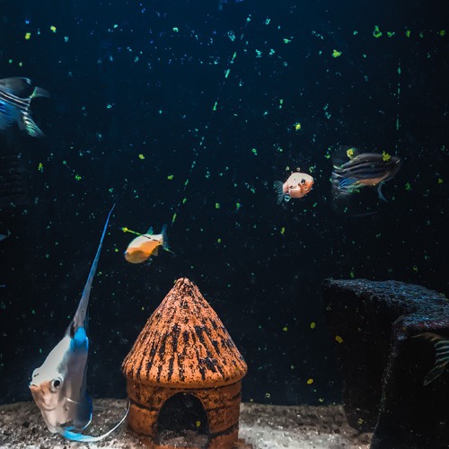 Makalister - Carlito's Way Freeverse