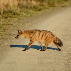 Aardwolf On The Savannah