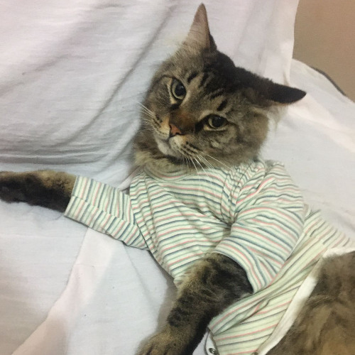 01 Teste SET das calminhas 02