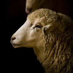 تلاوة لقصة الذبيح من سورة الصافات للشيخ علي جابر رحمه الله