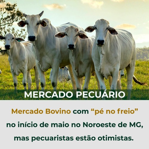 Mercado Bovino com pé no freio no início de maio no Noroeste de MG, mas pecuaristas estão otimistas