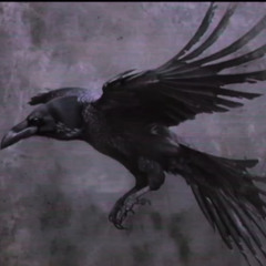 The Night Bird  - 4:6:25, 1.15 PM