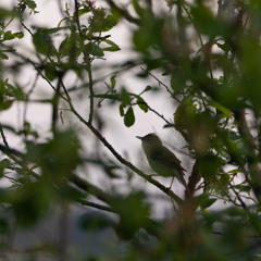 Early morning surprise quartet