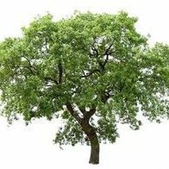 Revolution Fnf Vs Tree Mod