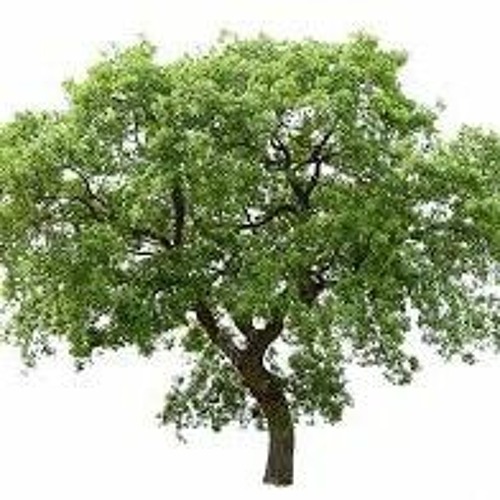 Revolution Fnf Vs Tree Mod