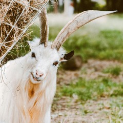 sunny horns