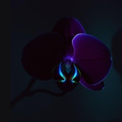 Velvet Orchid feat. Mia
