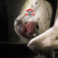 Âm thanh nhà yến AKAU 2014 (Ru, Dẫn, Ngoài) - Pymid