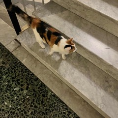 Deerhunter - Agoraphobia - reprise 09092025