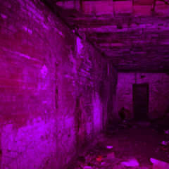 Year of the Viper (x5)