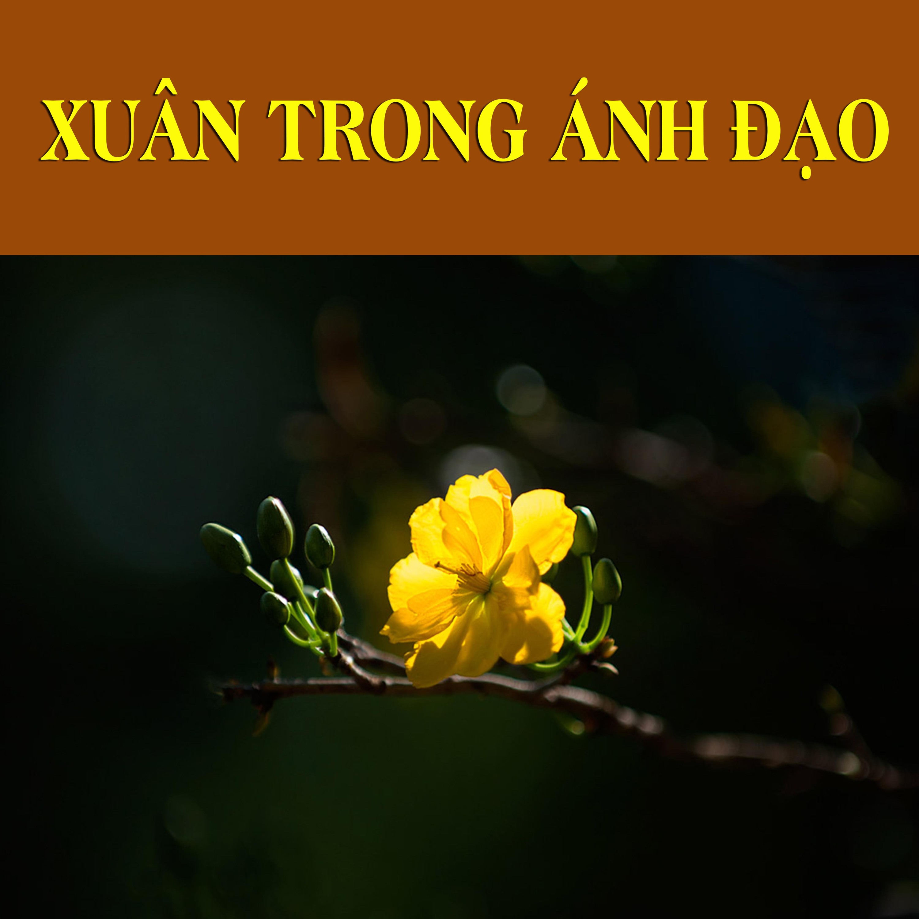 Thích Bảo Nguyên