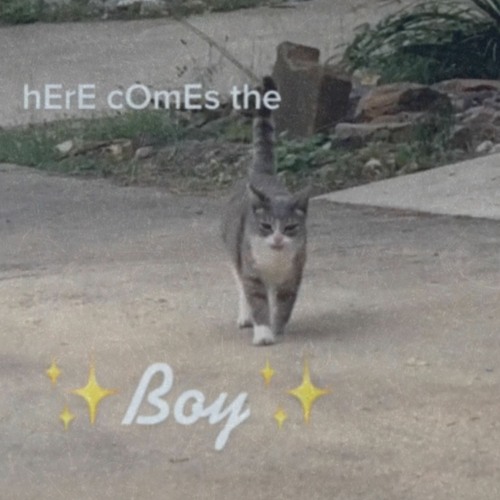 Here Comes the Boy Hello Boy (feat. June Banoon) {OFFICIAL REMIX}