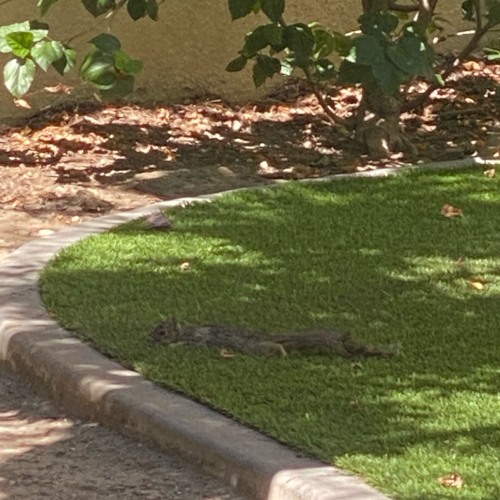 You Could Just Give Up w/ Synthesizer V Natalie