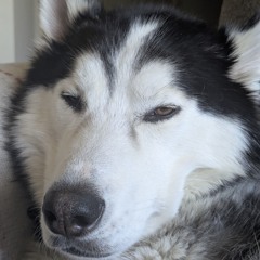 Crowned Kings (feat. Papa Skunk)