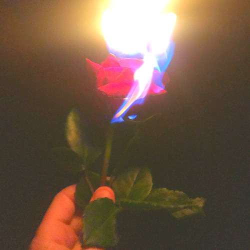 Red Roses