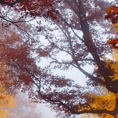 Vs Imaraka - Folha Seca (201 - 24bit)[FREE DOWNLOAD]