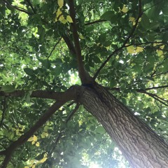 Het Zwaard Van Damokles  22112012 -21042023